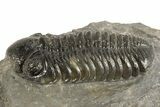 Prone Austerops Trilobite - Ofaten, Morocco #323590-2